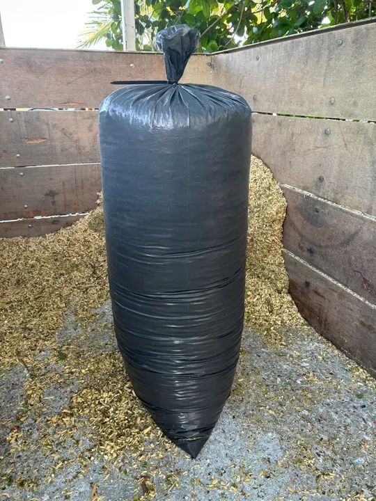 Silagem de maniva rama de macaxeira moída - Foto 5