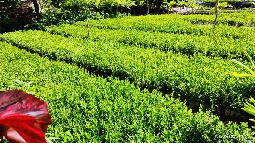 plantas ornamentais e jardim 3,50