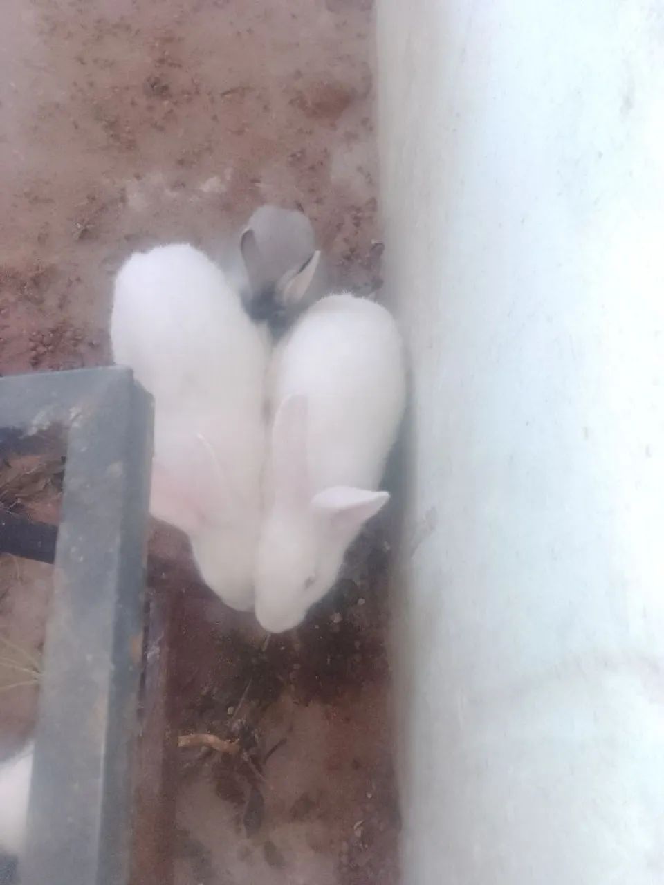 Vende-se Coelho  - Foto 3