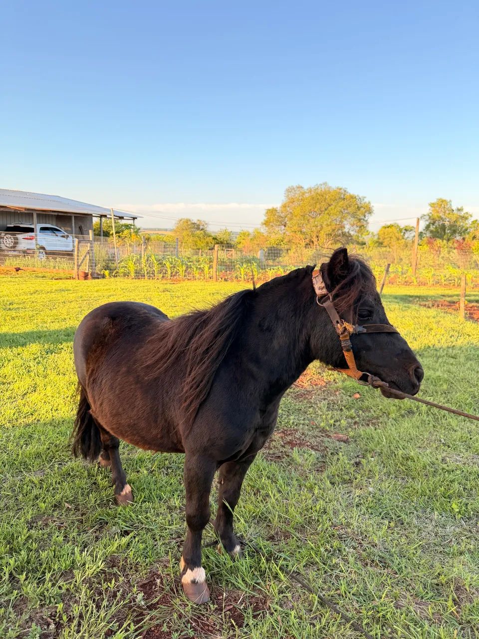 Mini Pônei país premiados na Expointer  - Foto 2