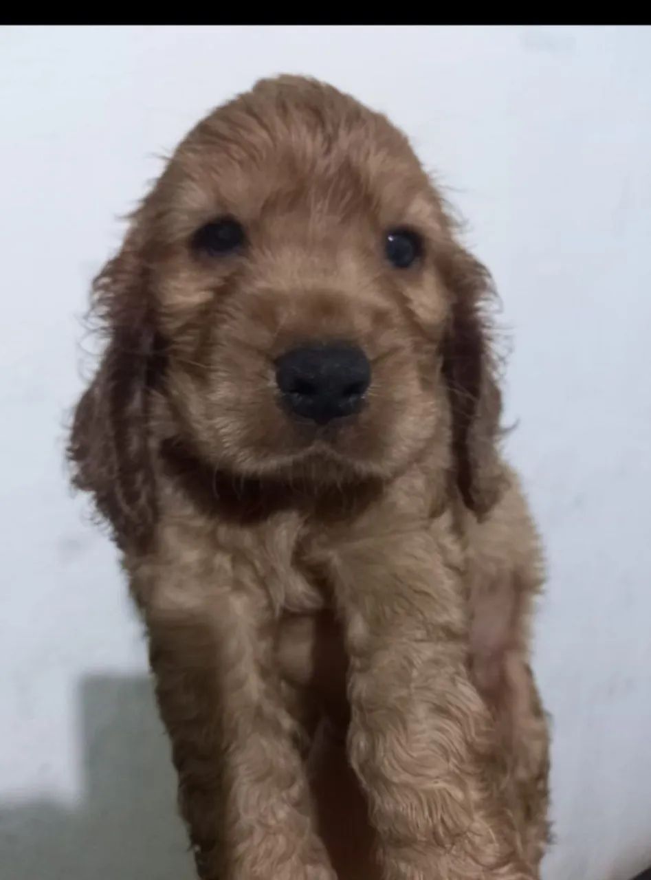 Filhotes de Cocker Spaniel Inglês disponíveis - Foto 4