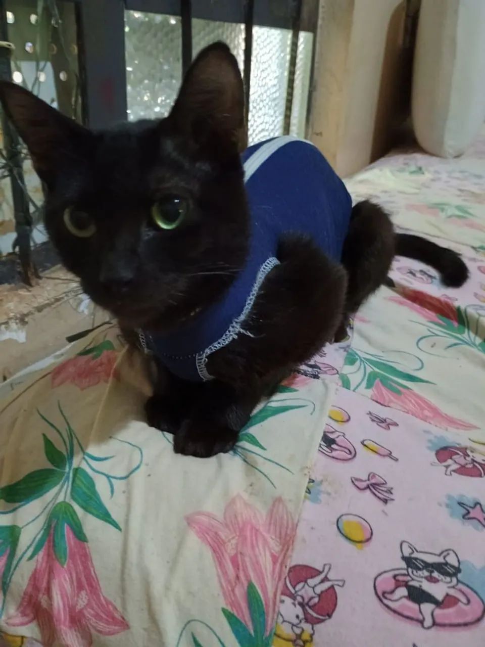 Gata Preta Adotável - 1 Ano - Foto 2