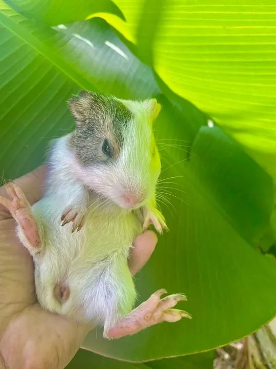 Porquinho da índia - Foto 3