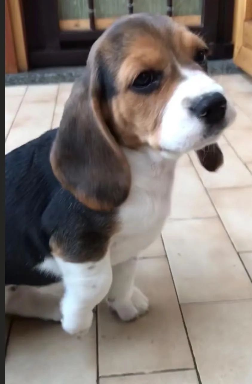 Beagle interativo 