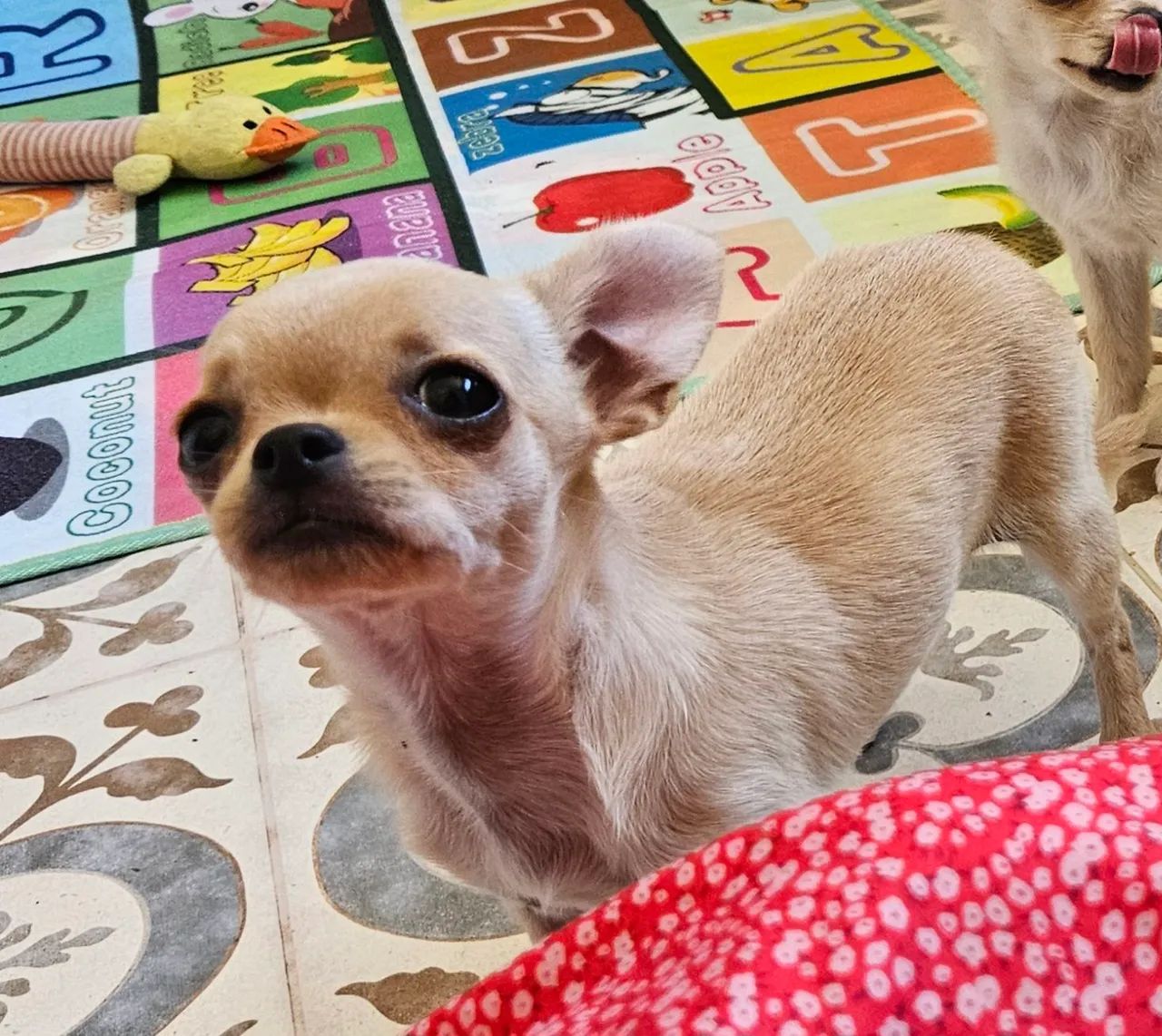 Chihuahua Fêmea - Adorável e Carinhosa - Foto 5