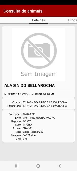 Cavalo Mangalarga Marchador - Foto 3