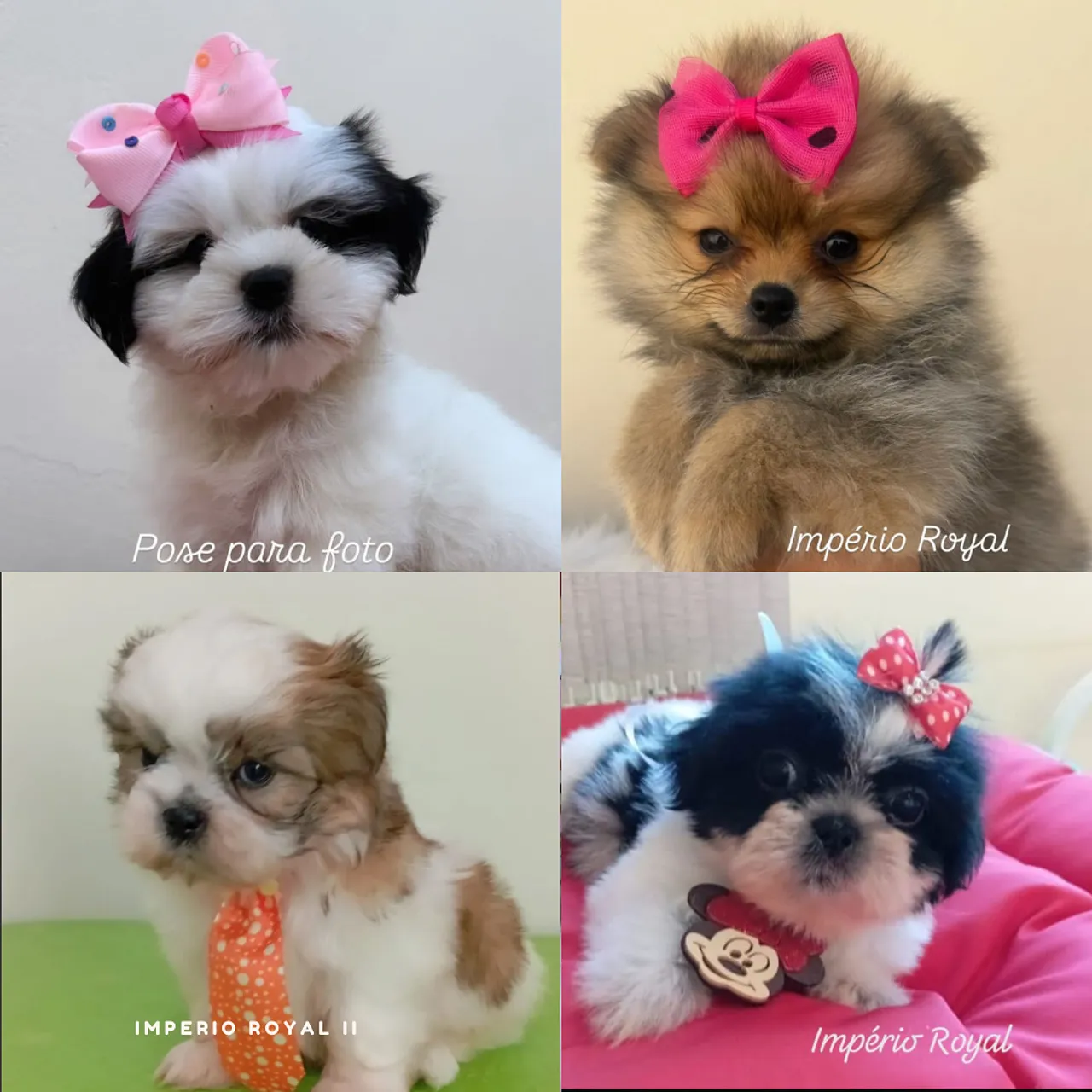 Filhotes de ShihTzu e Spitz Alemão - Amor em 4 Patas!
