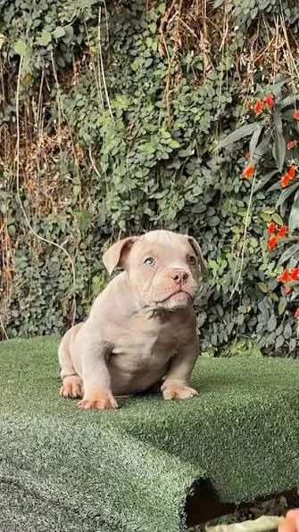 American Bully filhotes 