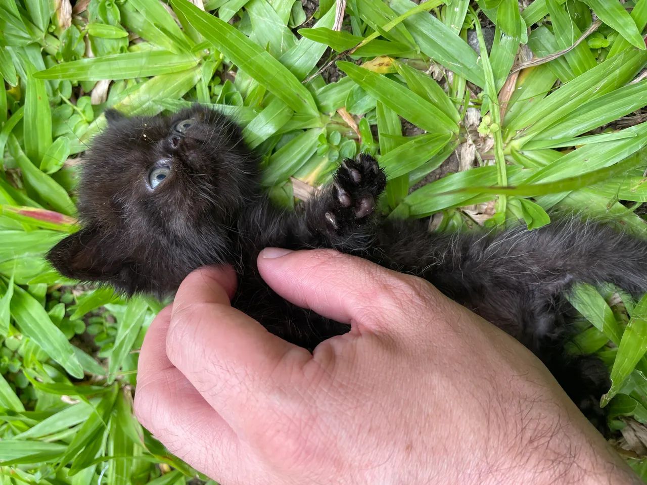 Persa exótico machinho - Foto 4