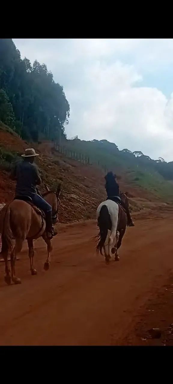 Vendo mula - Foto 4