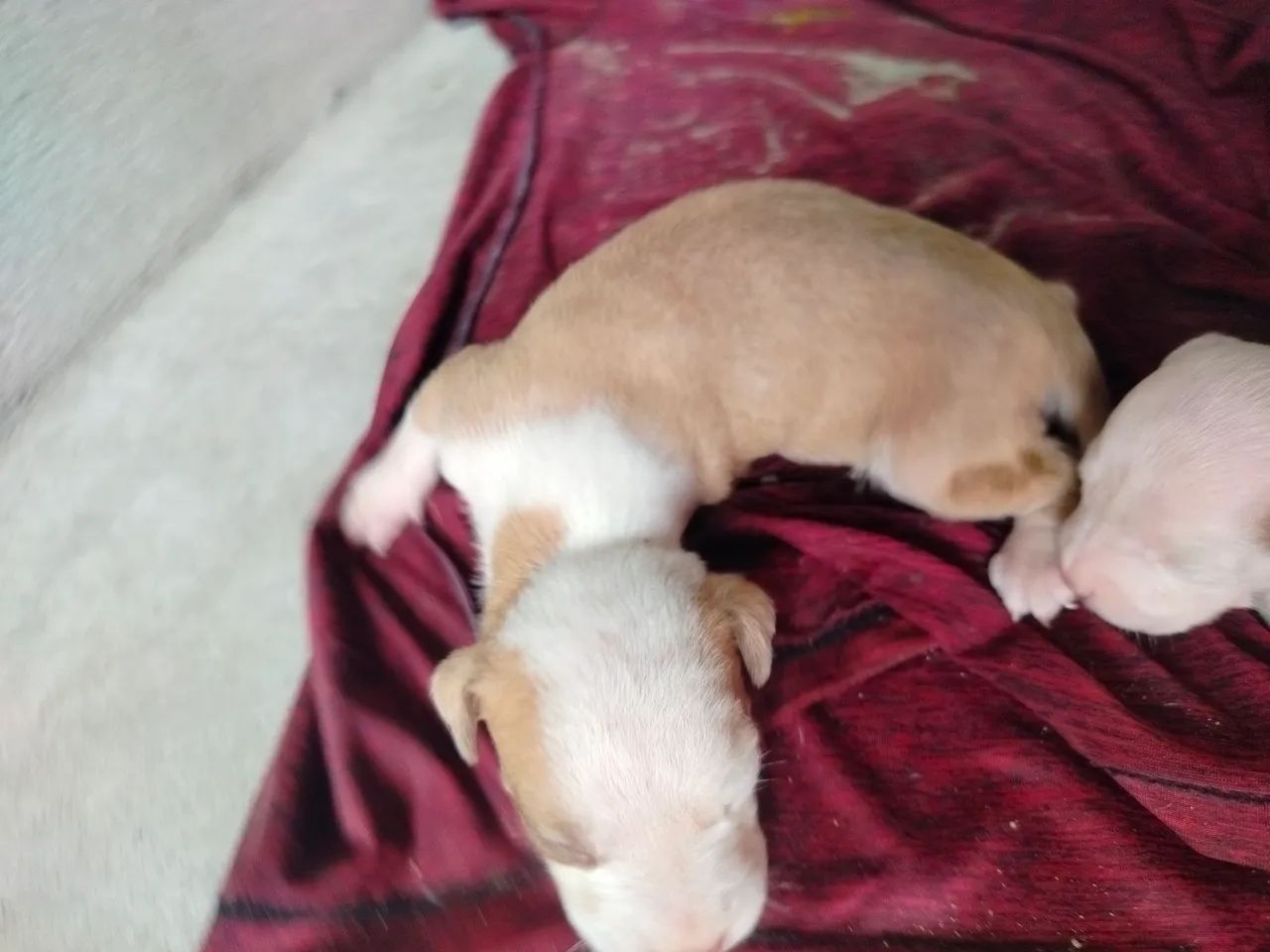 Pete's Pitbull  - Foto 3