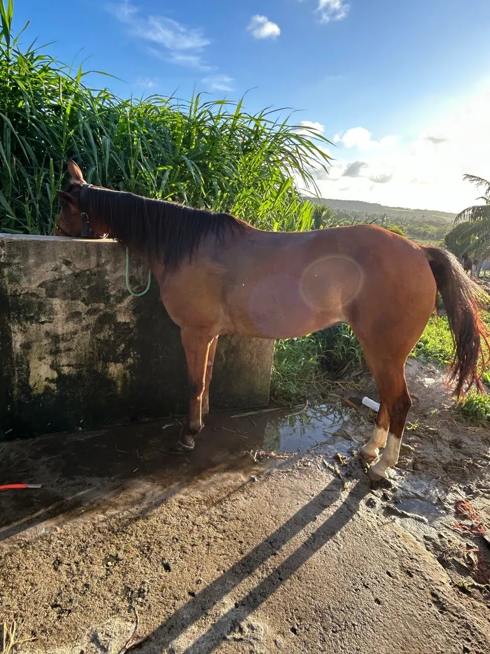 Vende se égua  - Foto 5