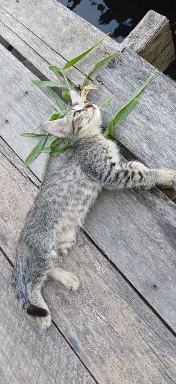 Gato - Foto 2