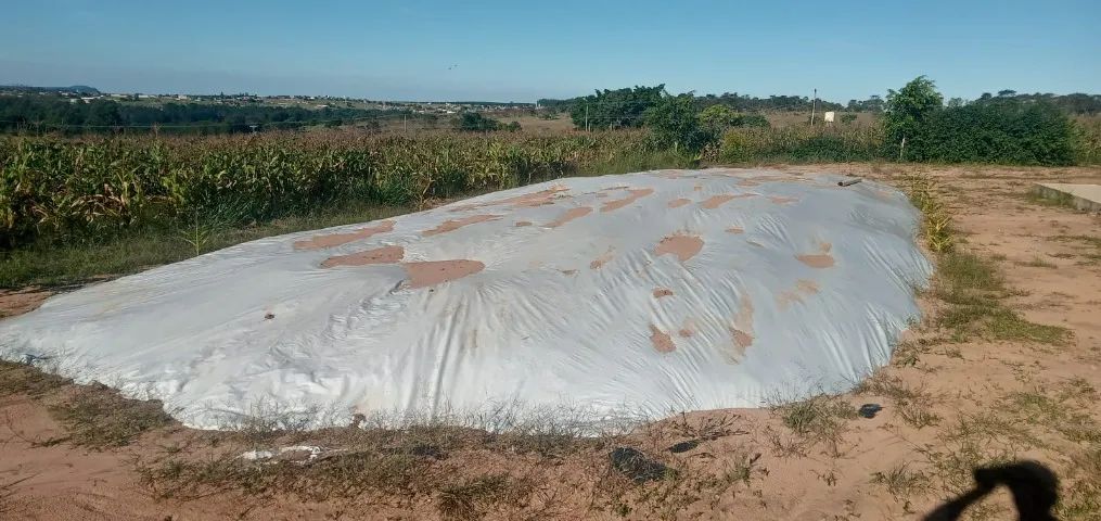 Silagem de milho - Foto 3