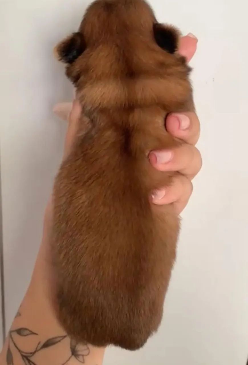 Shitzu macho mini - Foto 3