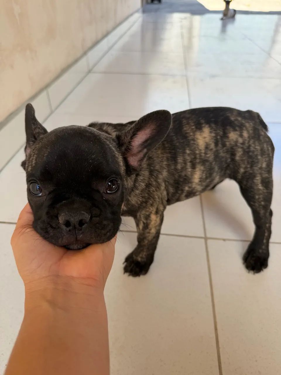 Buldogue francês macho - Foto 2