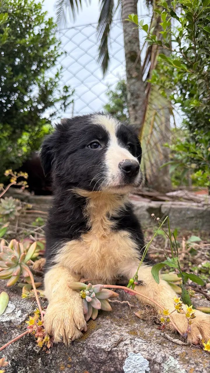 Filhotes de Border Collie - Foto 2