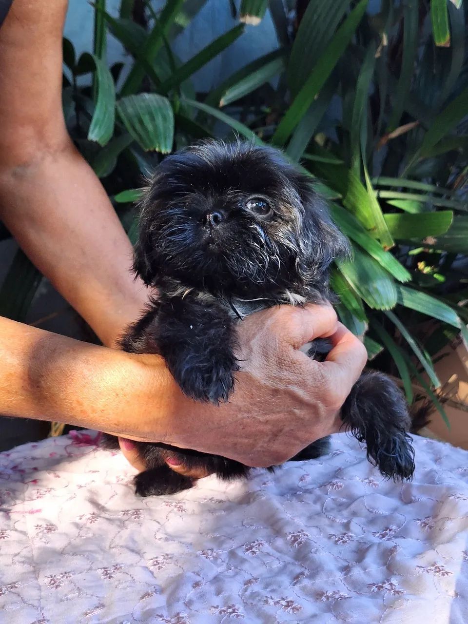 Filhote Shih tzu Macho