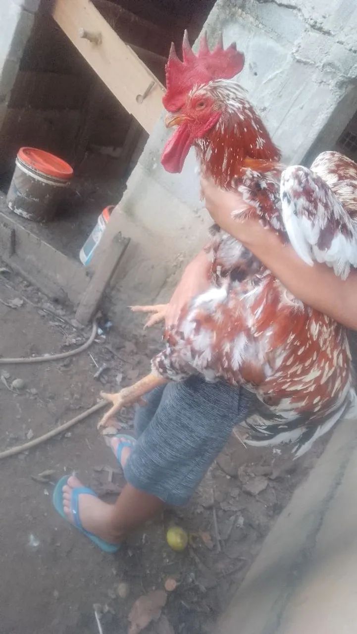 Galo de GSB gigante