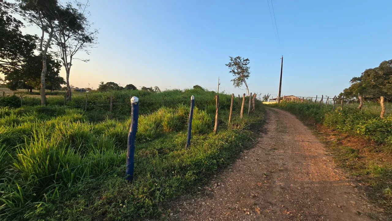Vendo ou Troco Sítio Com 18.6 Tarefas em São Domingos  - Foto 4
