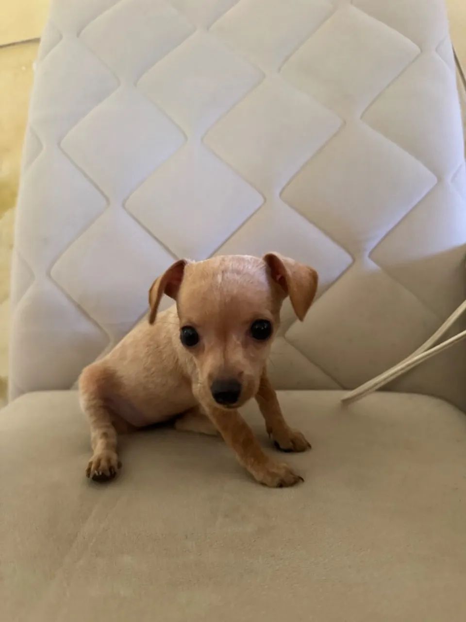 pinscher  - Foto 3