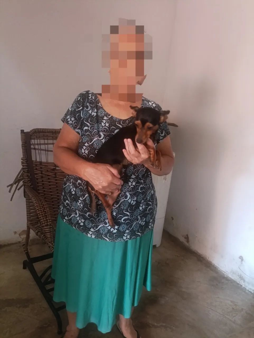 Grande oportunidade pra vc que busca um pinscher para reproduzir  - Foto 2
