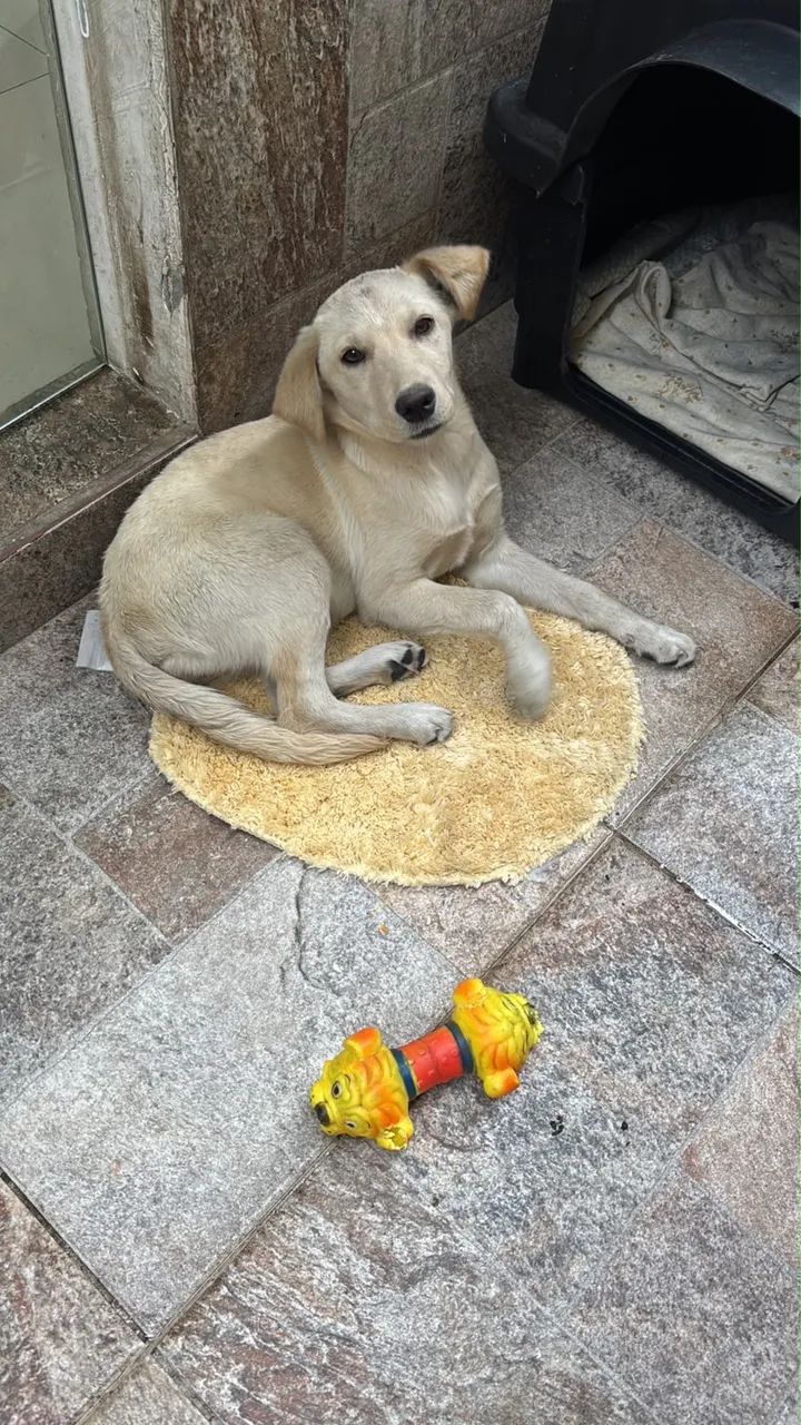 Doação responsável  - Foto 3