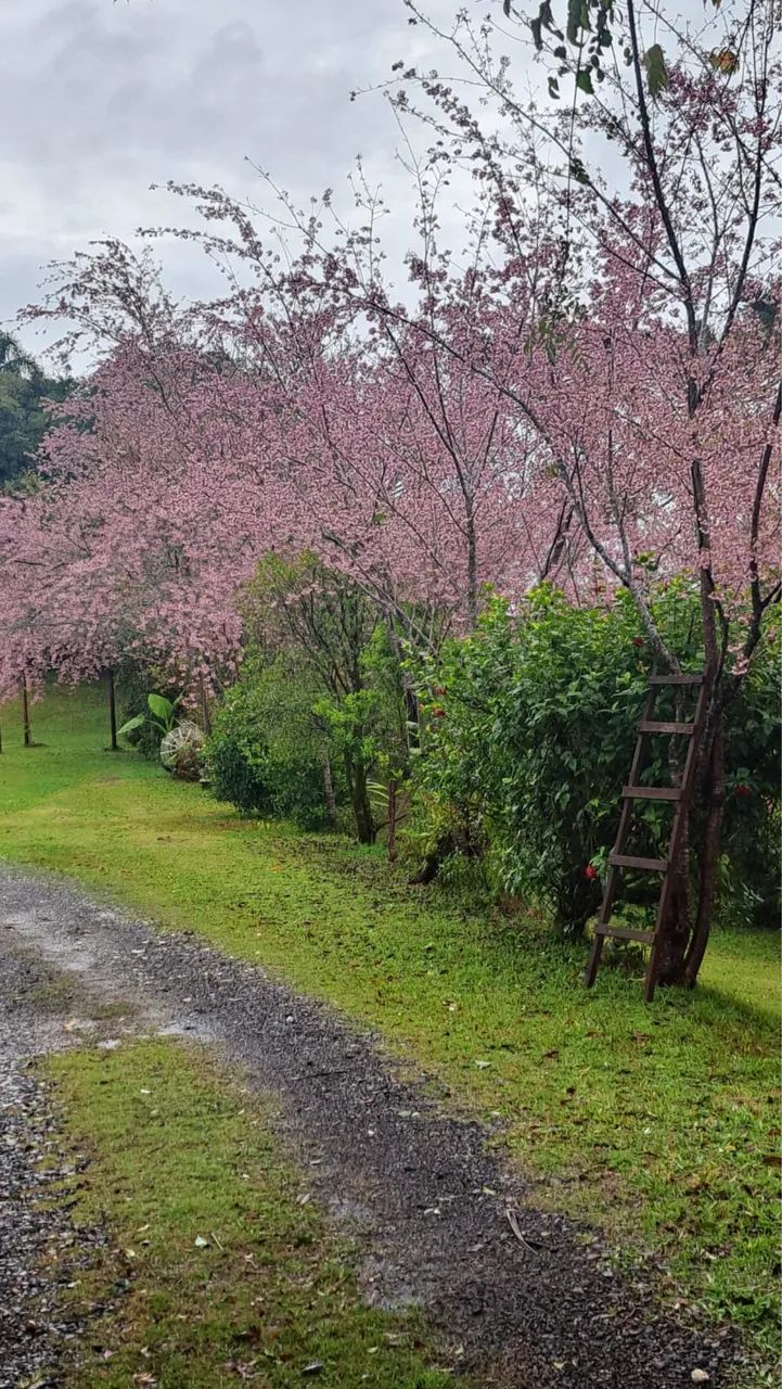 Cerejeira Japonesa (Sakura) Mudas - Foto 3