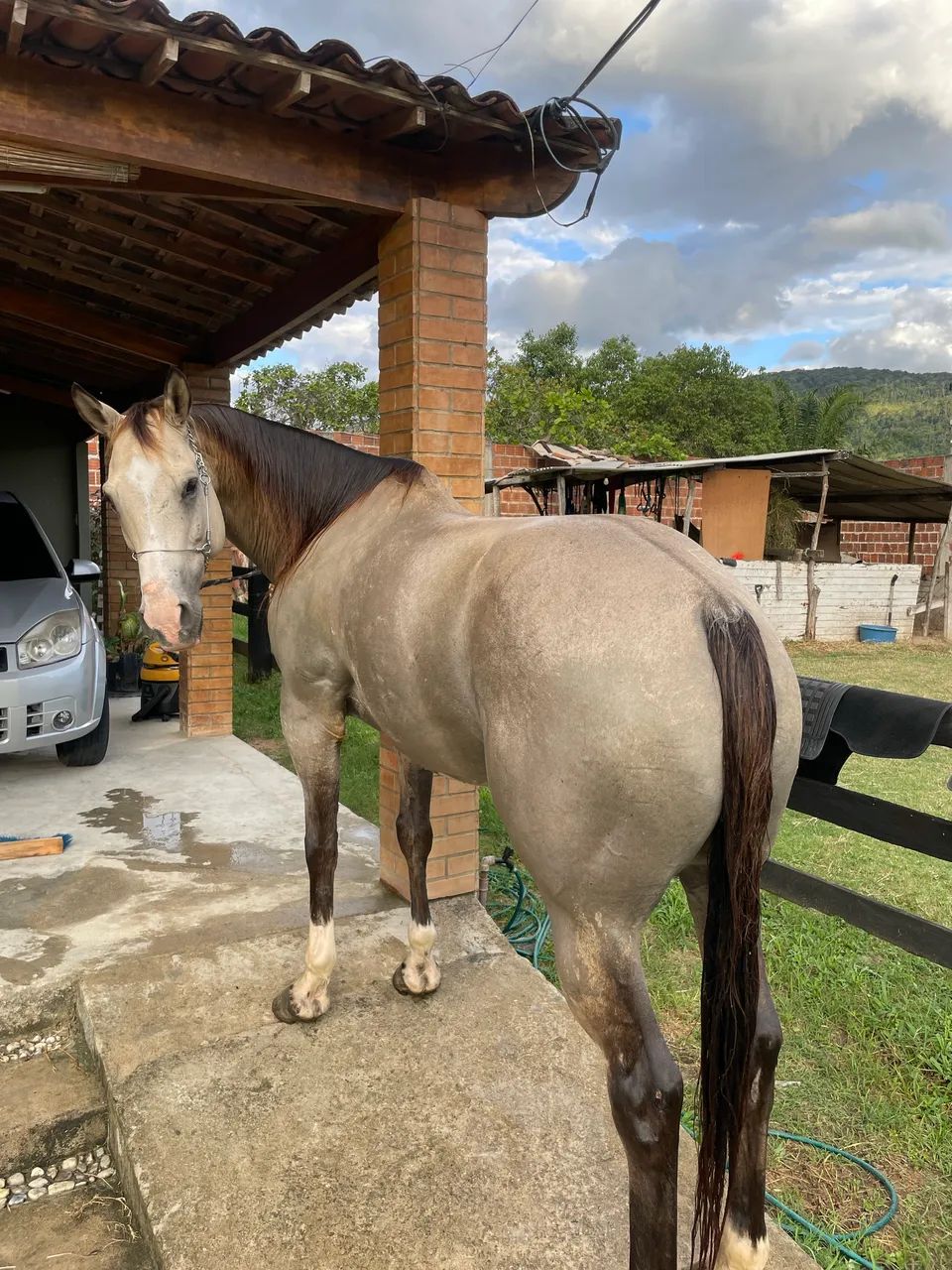 Cavalo de direita pronto 