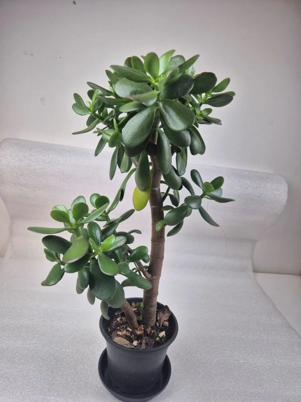 PLANTA JADE - Foto 5