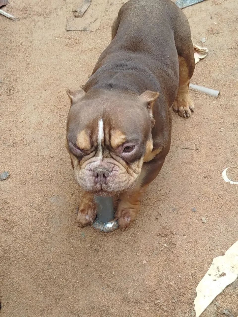 American Bully 