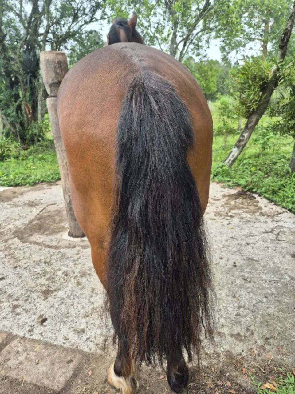 Cavalo crioulo castrado manso - Foto 3