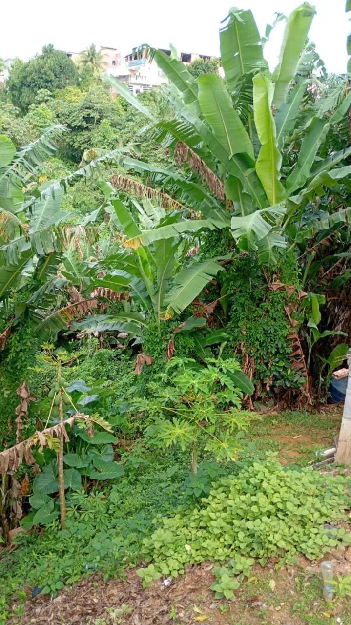 Terreno á venda em Mussurunga  - Foto 2