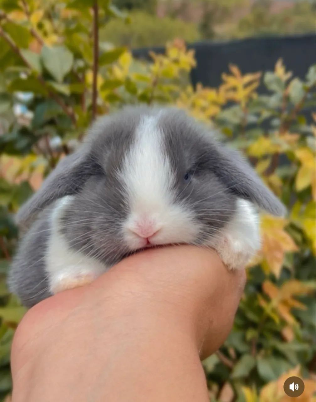 Coelhos 