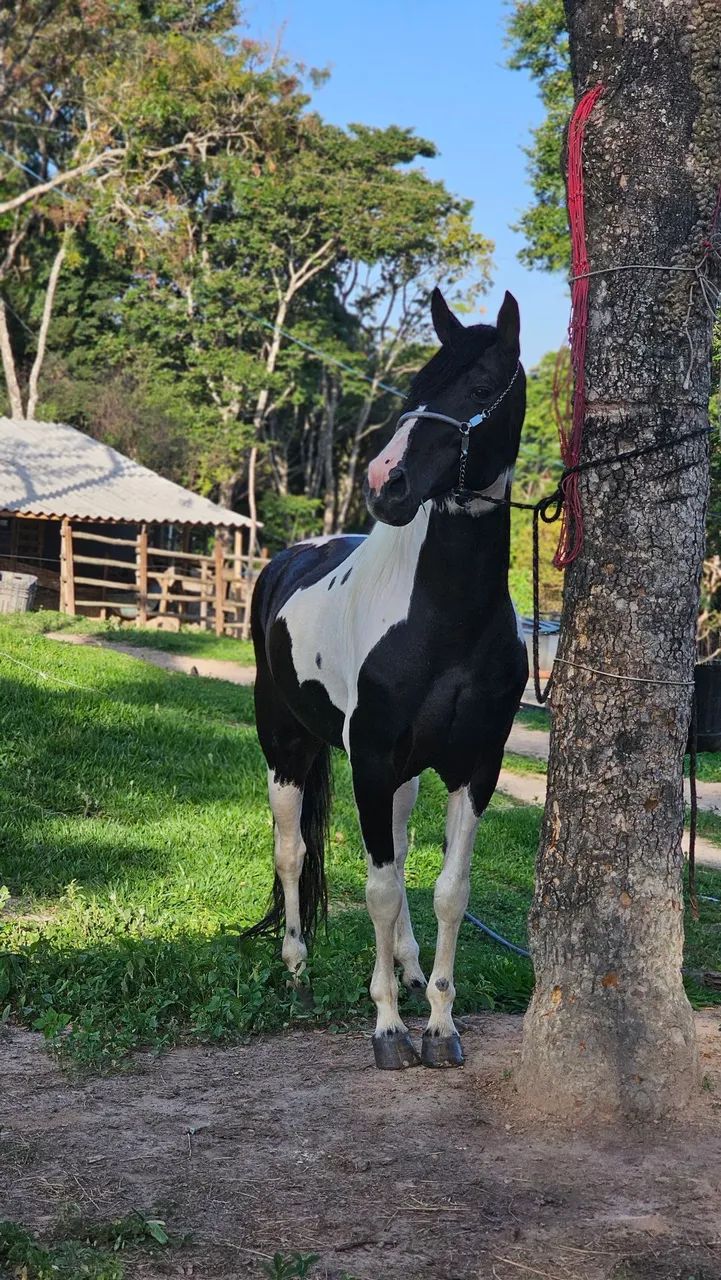 Cavalo Pampa de preto HOMOZIGOTO  - Foto 3