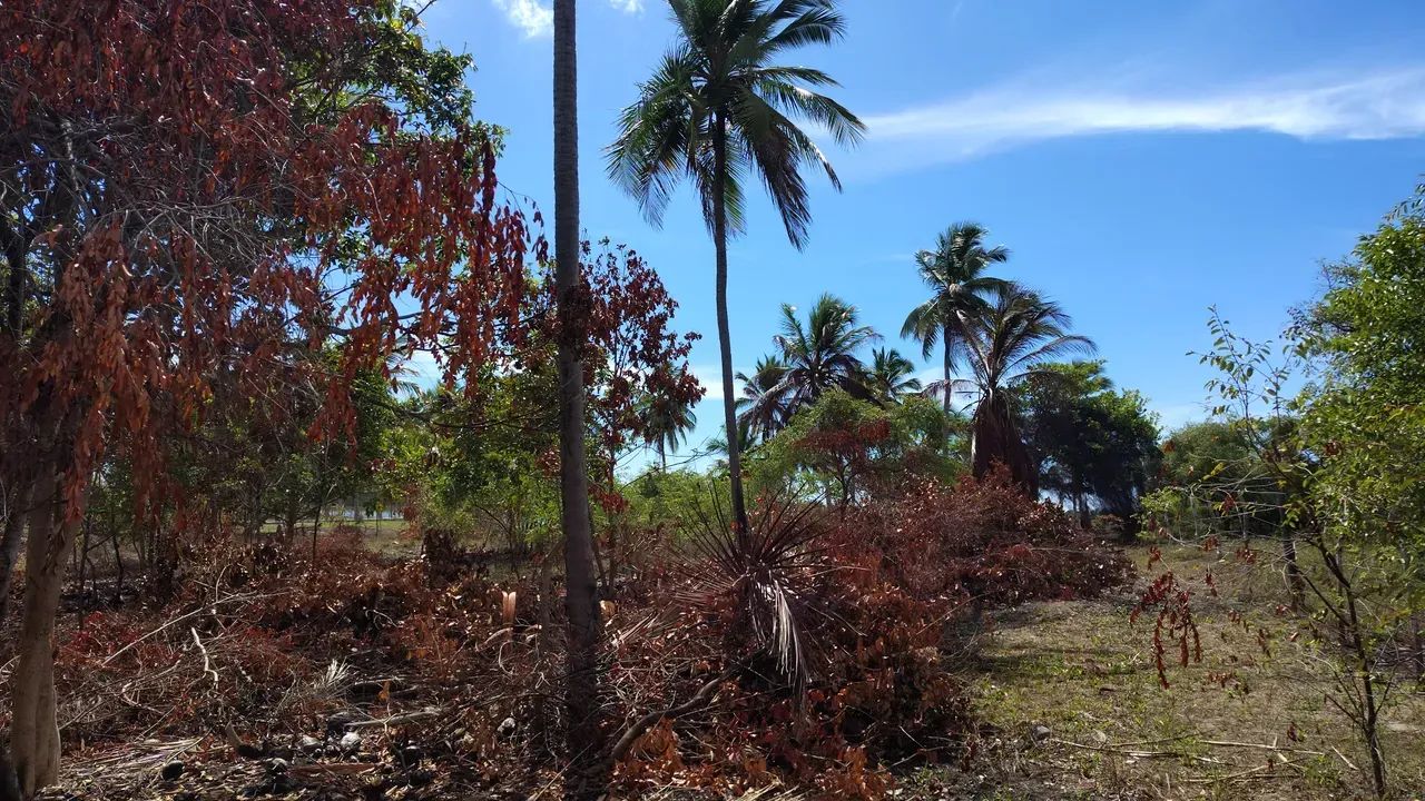 área fundo para a lagoa dos tambaquis abais no - Foto 5