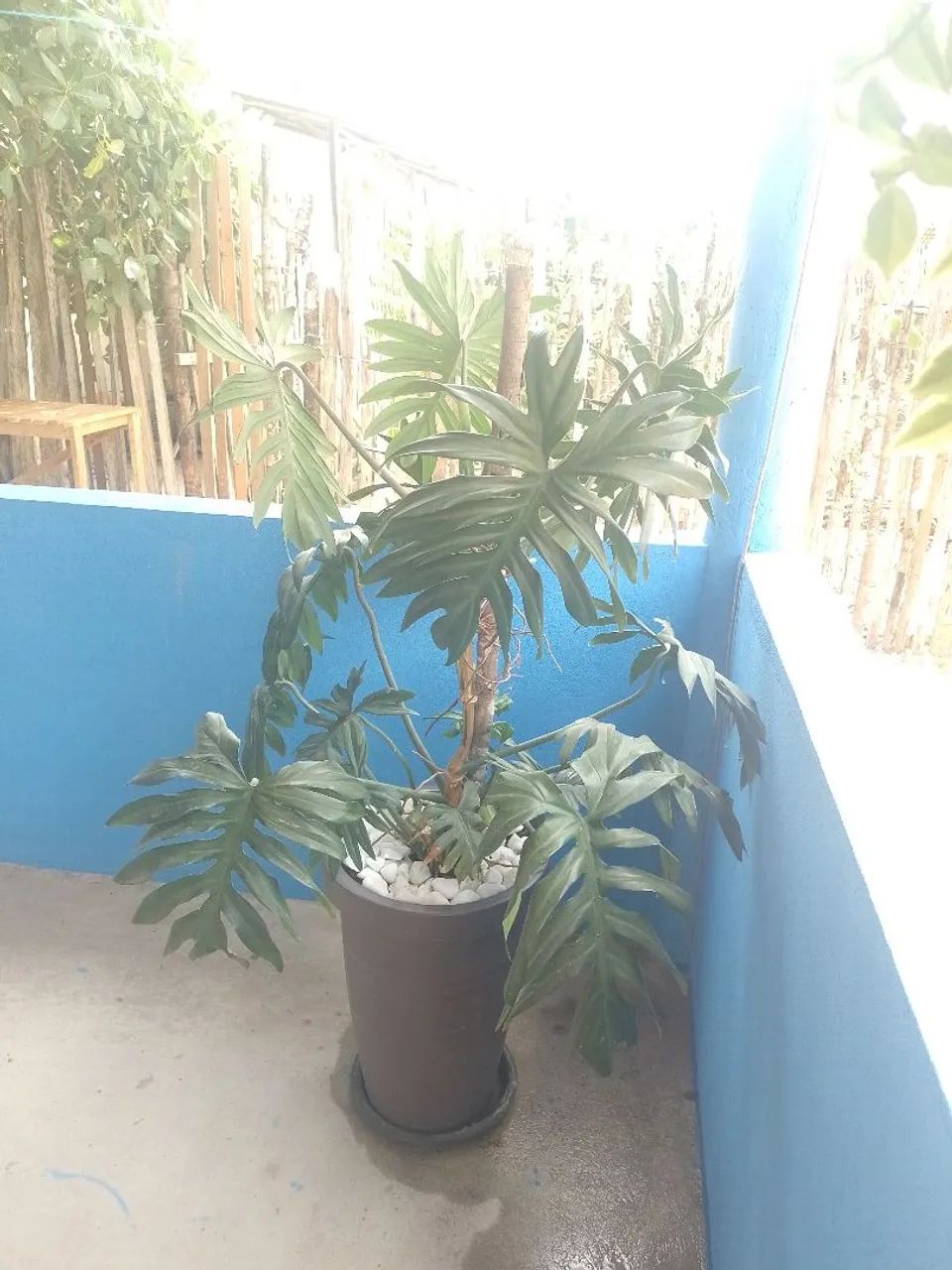 Vaso com planta!  - Foto 3