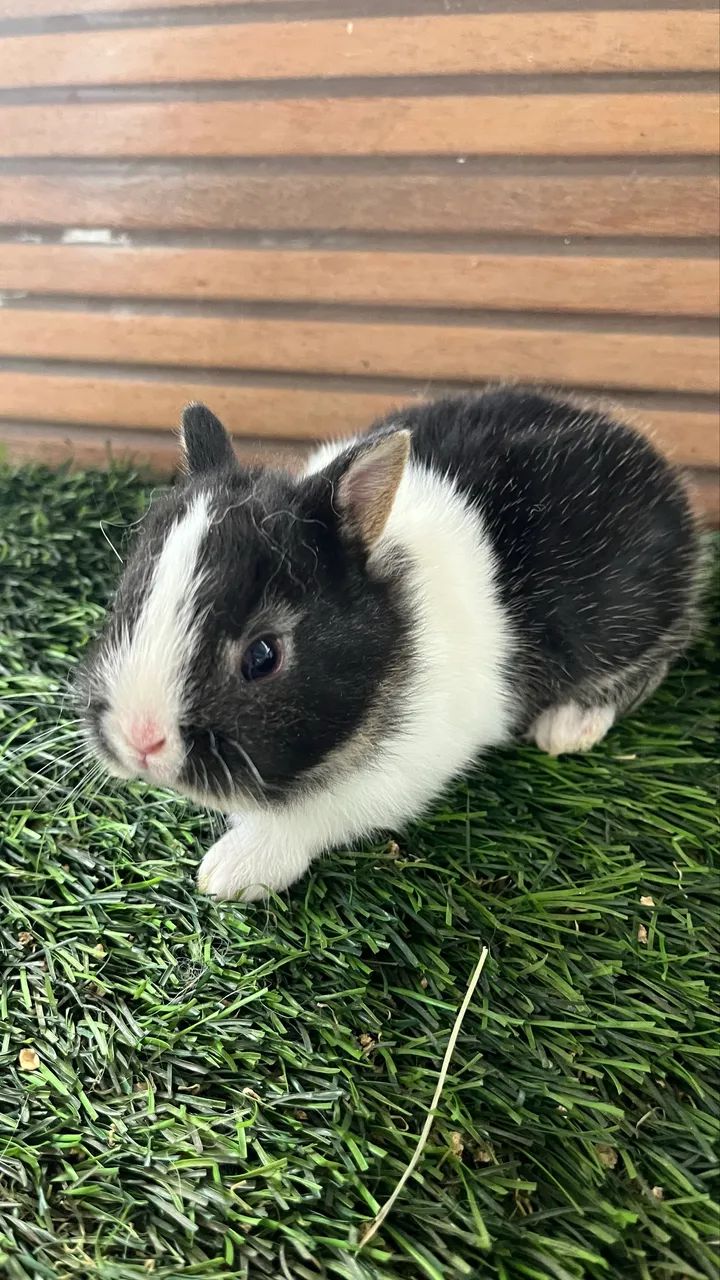 Mini coelho - Foto 2