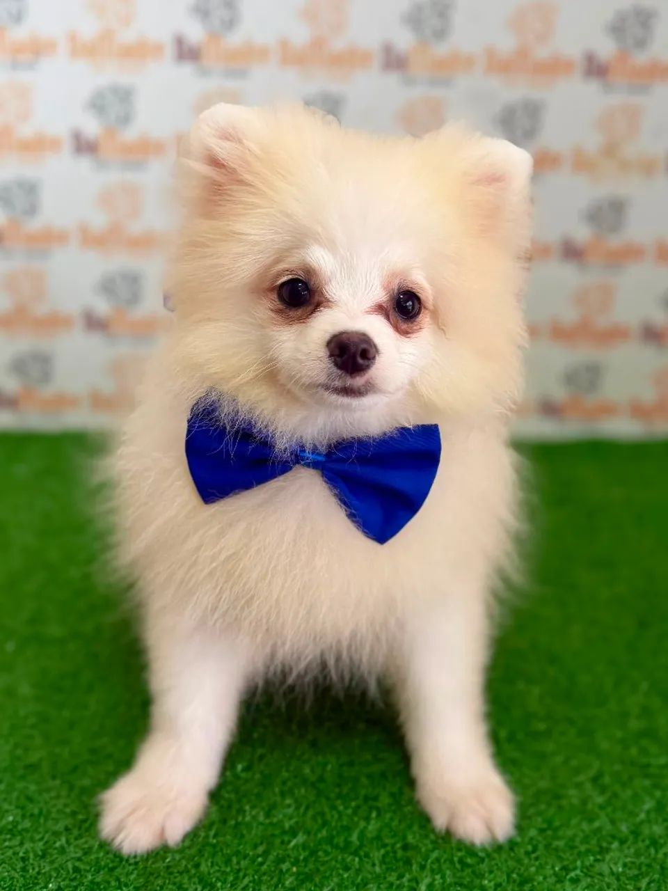 Spitz Alemão Macho  - Foto 3
