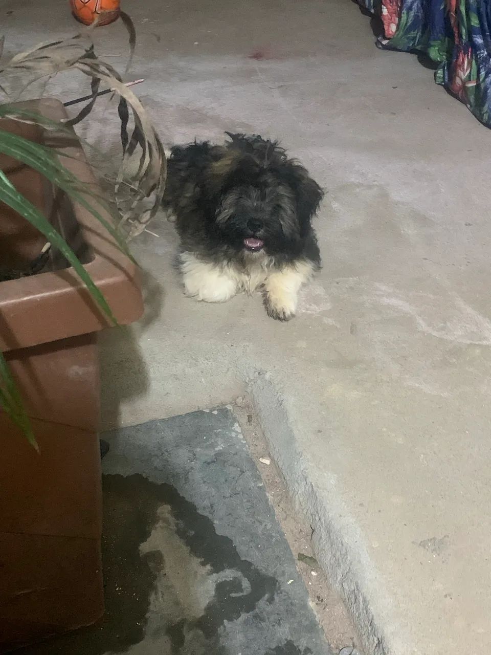 Shitzu  - Foto 3
