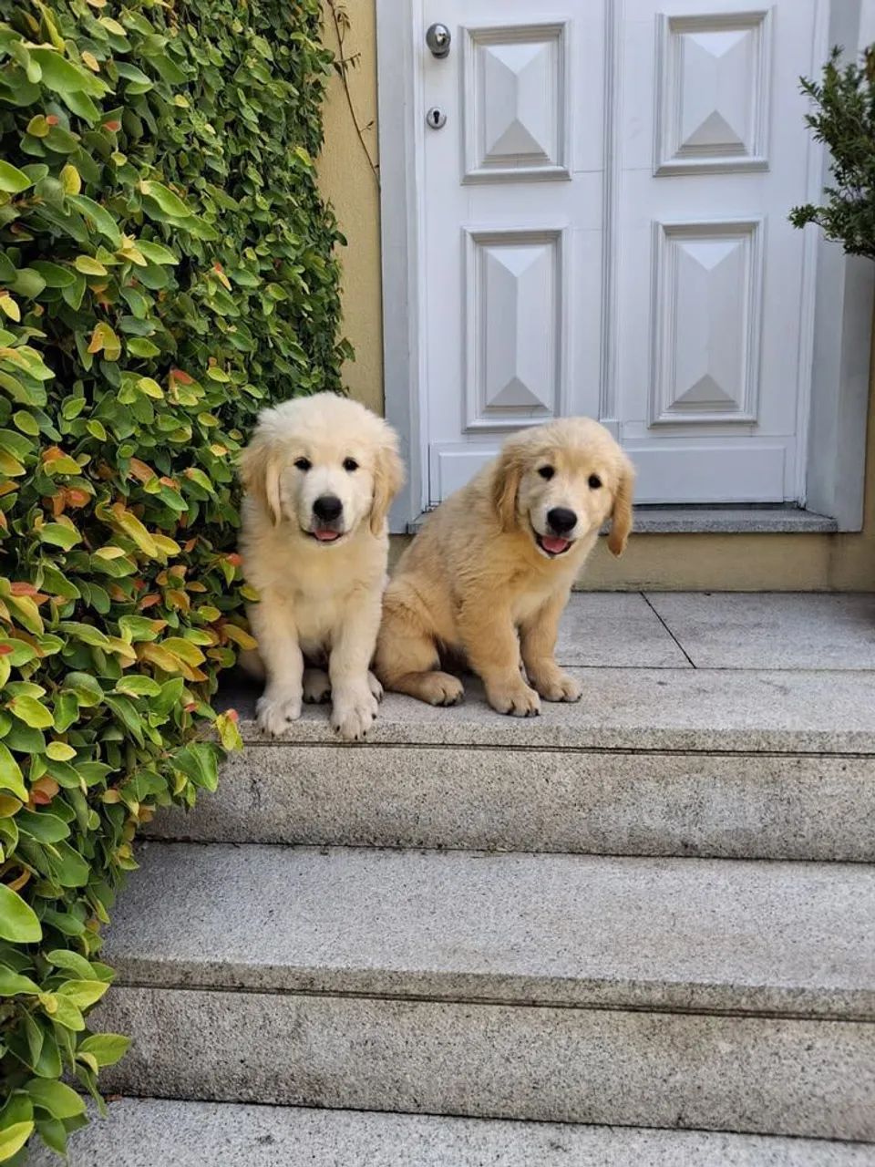 Golden Retriever 