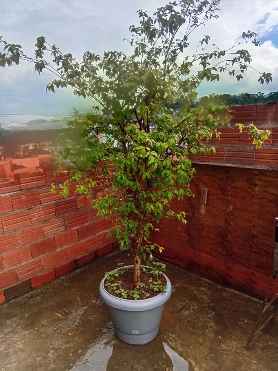 Jaboticaba, goiaba e acerola 