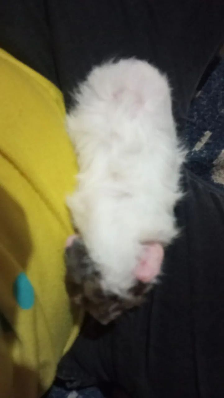 Porquinha femia frizada  - Foto 3