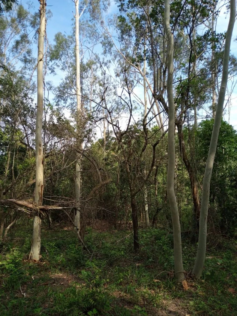 Vendo chácara com 1 alqueire, em rio claro, com rio dentro - Foto 2