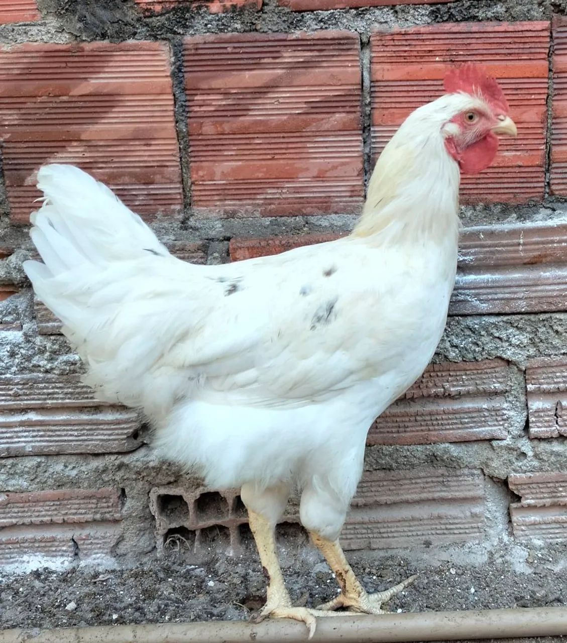 Frango - Foto 3