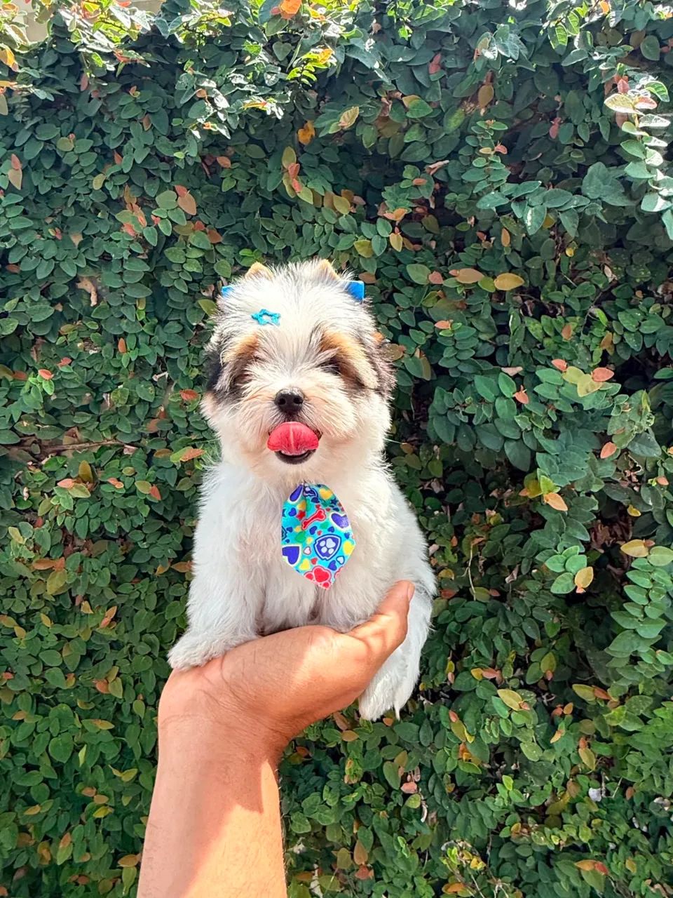 Biewer Terrier Macho - Foto 3