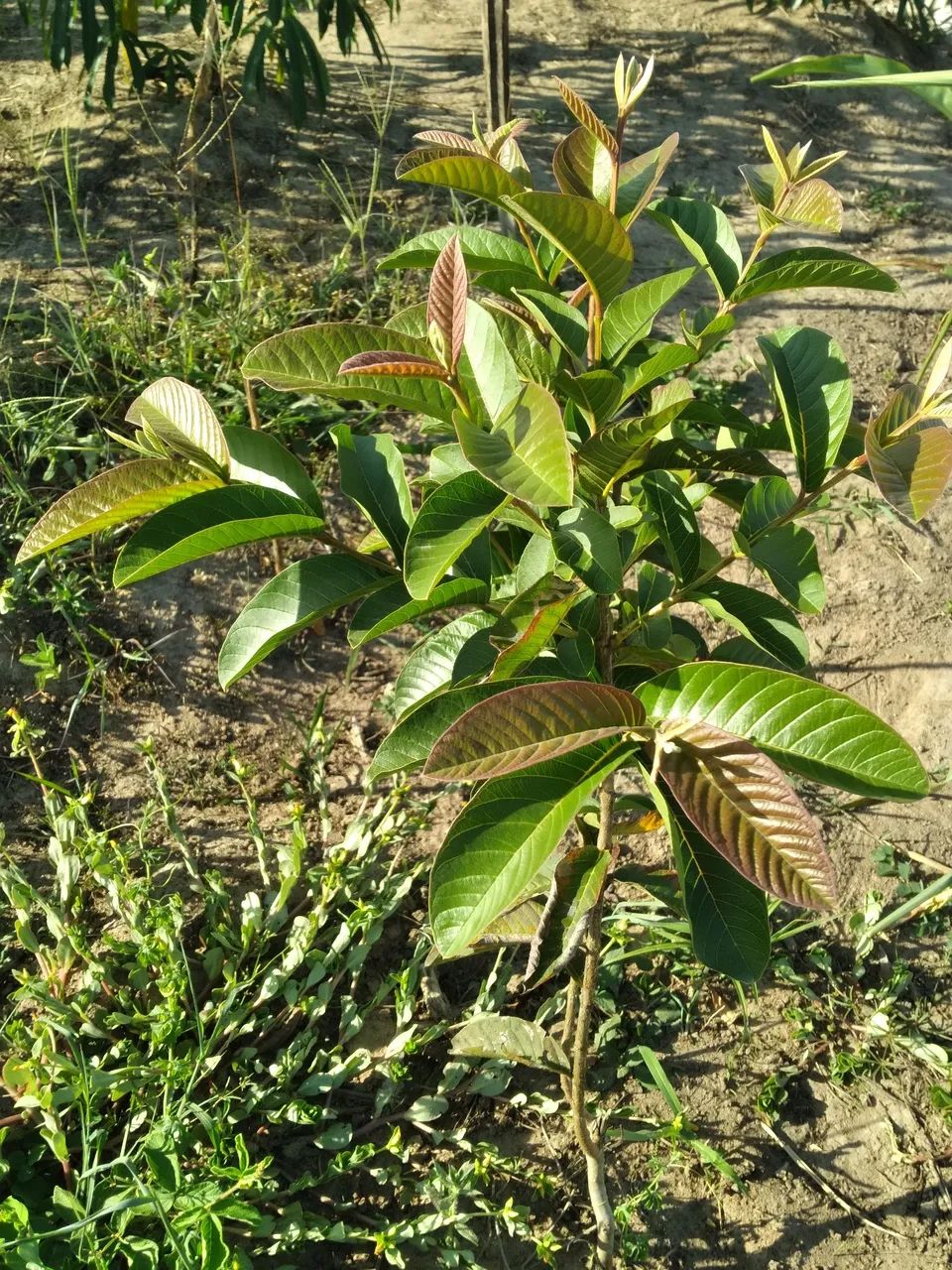 Venda - Foto 3