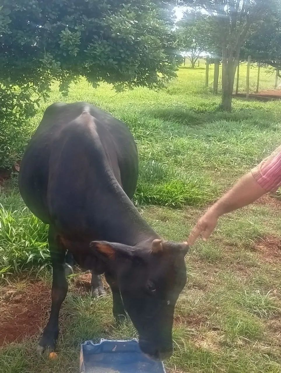 Vendo vaca leiteira mojando 4500,00 - Foto 6