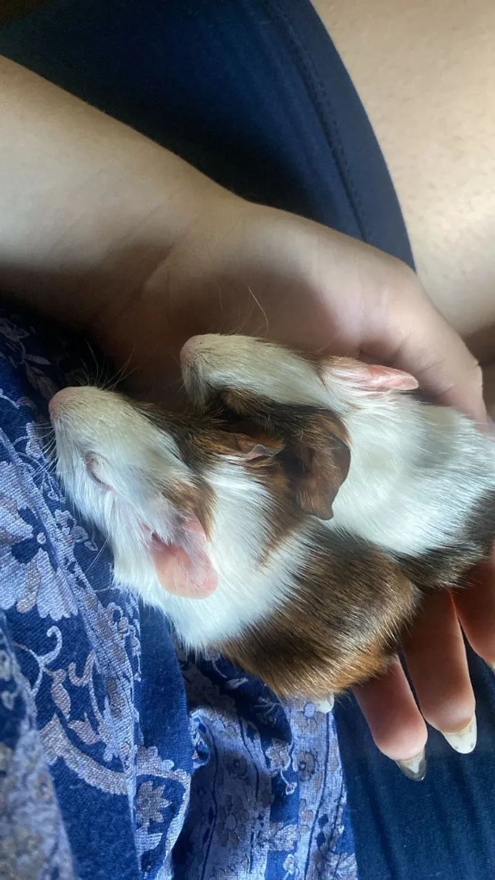 Porquinho da India - Foto 3