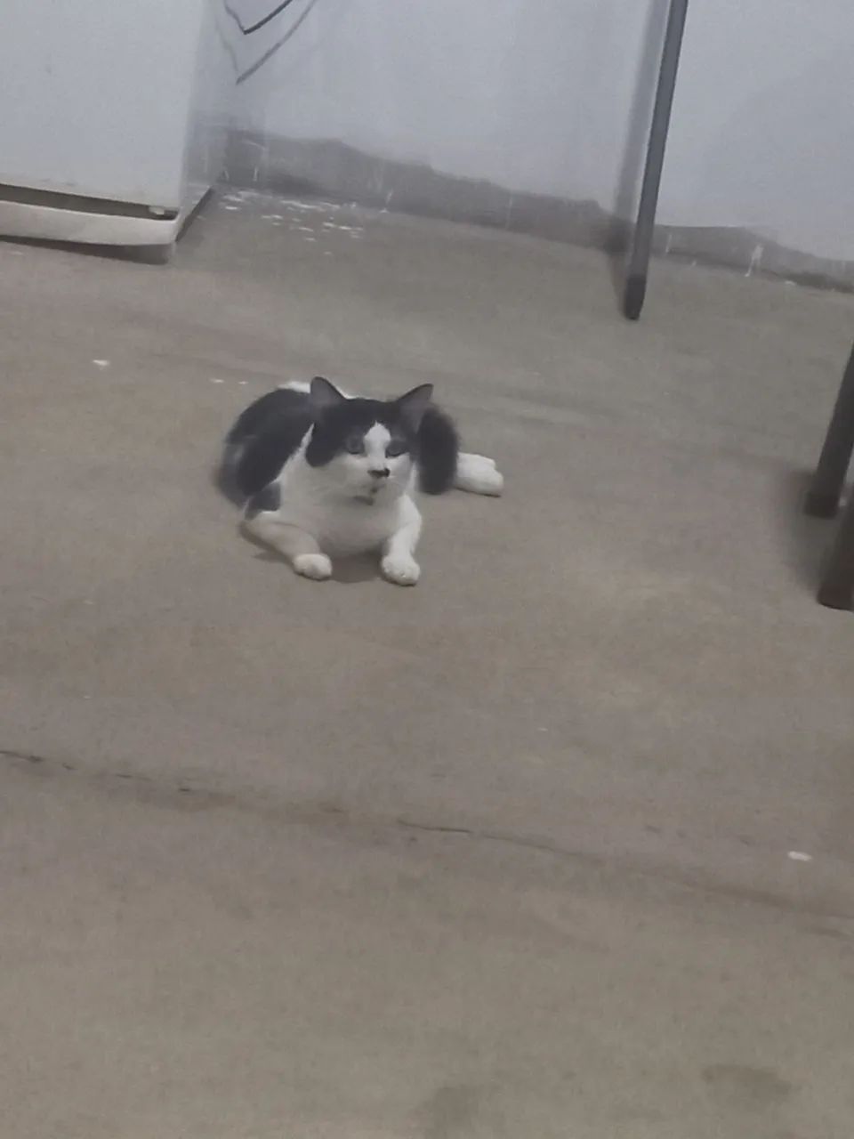 Doação de Gatos. - Foto 2